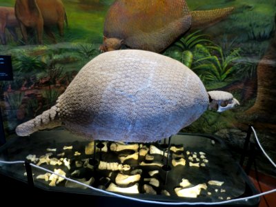 Gliptodonte clavipes, Caja Municipal Cusco