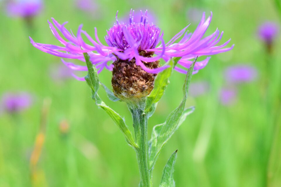 Pointed flower purple blossom