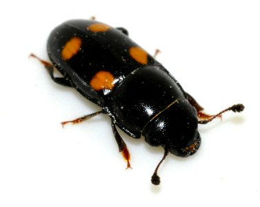 Glischrochilus-hortensis-07-fws