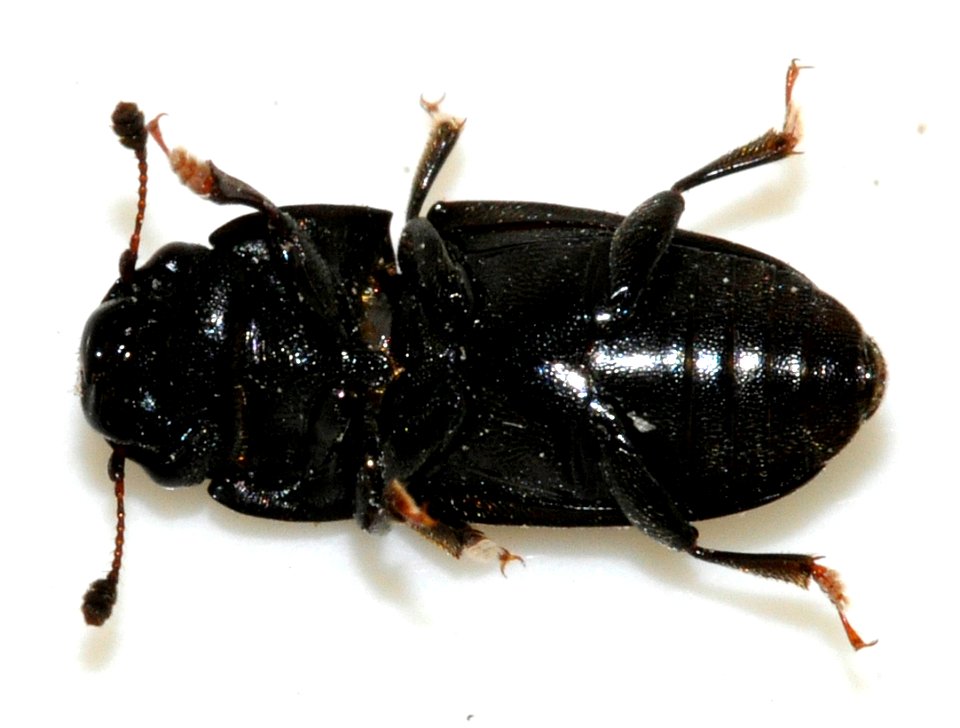 Glischrochilus-hortensis-02-fws