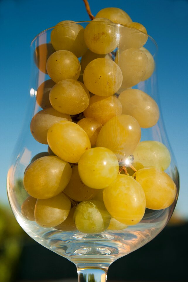 Harvest wine glass walk