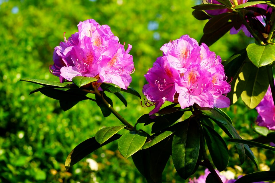 Flower purple plant garden