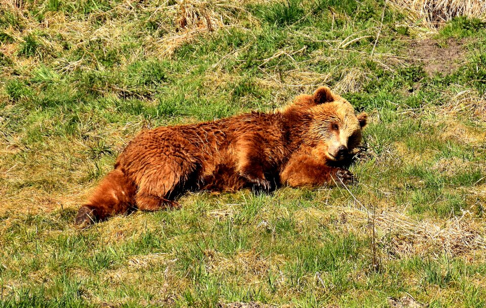 Dangerous animal world fur