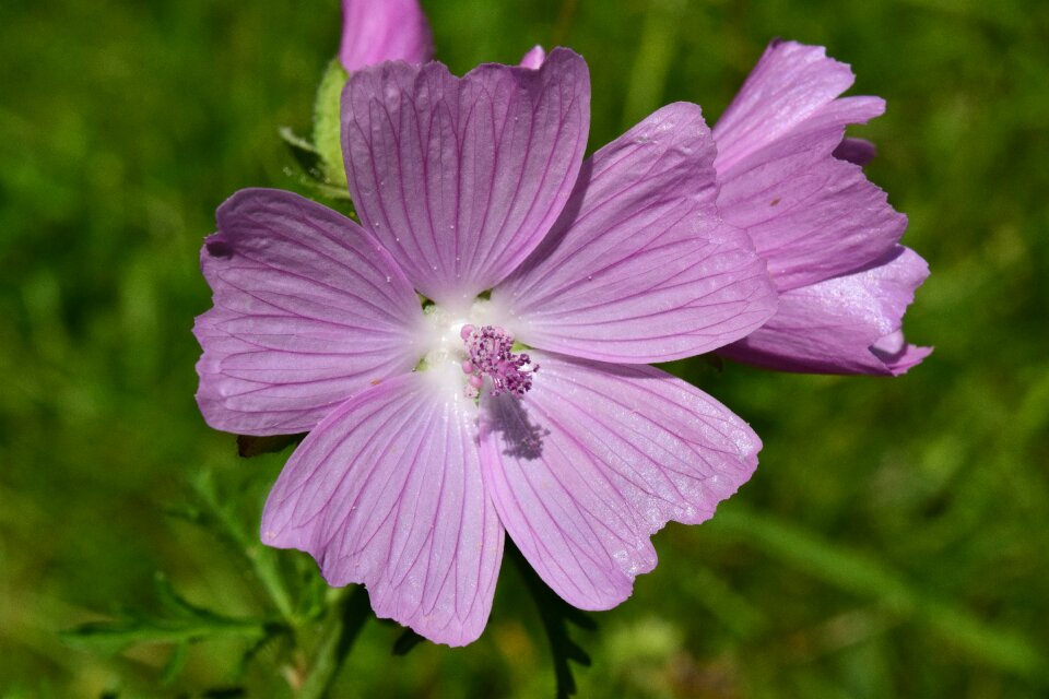 Spitzblättrige mallow sigmar herb victorious mars wurz wiesenblume