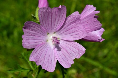 Spitzblättrige mallow sigmar herb victorious mars wurz wiesenblume photo