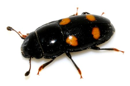 Glischrochilus-hortensis-05-fws