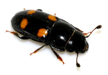 Glischrochilus-hortensis-01-fws