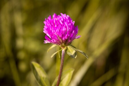 Purple pointed flower nature photo