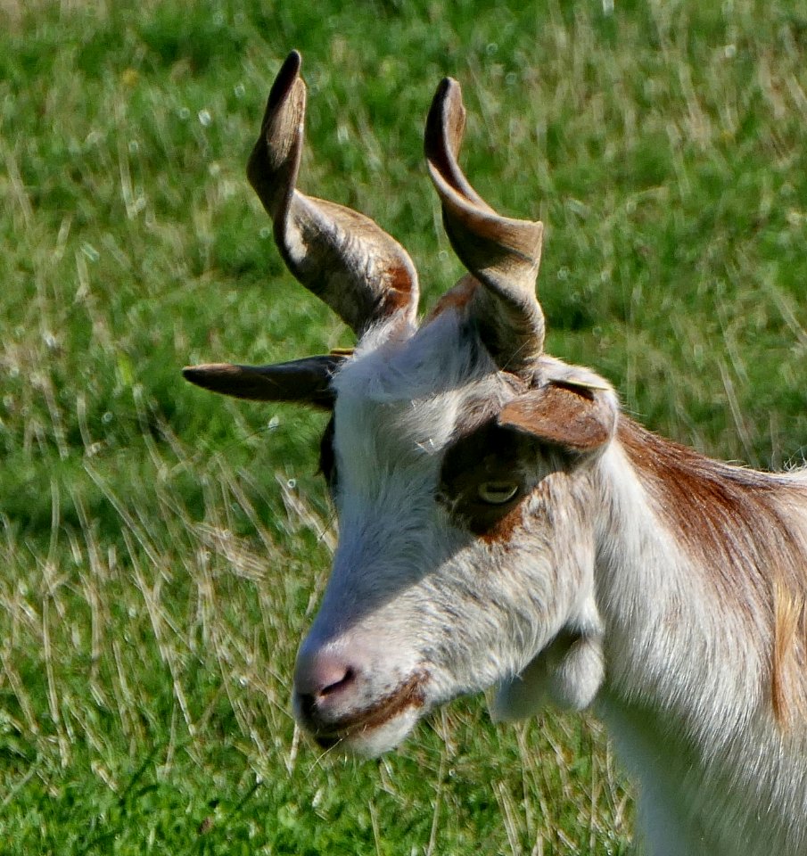 Girgentana-Ziege, Geiß, Warder (3) (cropped)