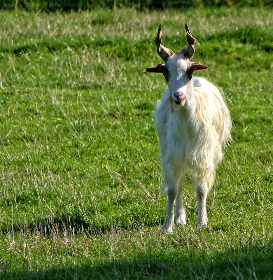 Girgentana-Ziege, Geiß, Warder