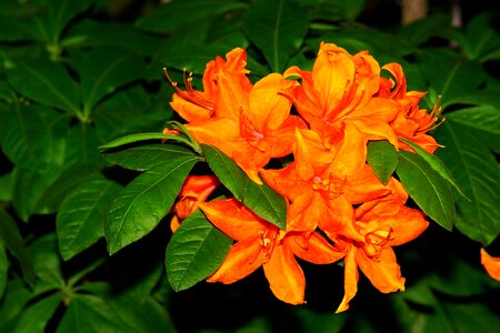 Orange flowers plant garden