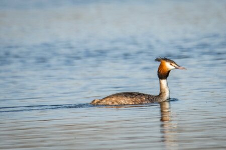 Animal poultry nature photo