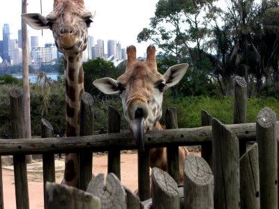 Giraffes of Taronga zoo in Sydney