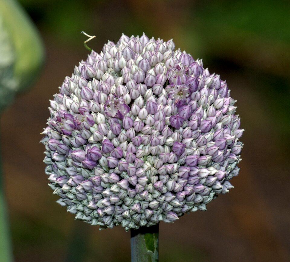 Onion nature vegetable