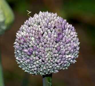 Onion nature vegetable