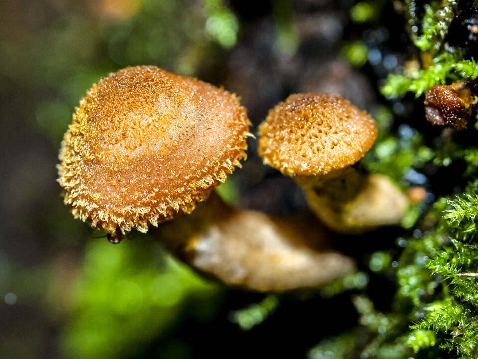 Forest autumn nature