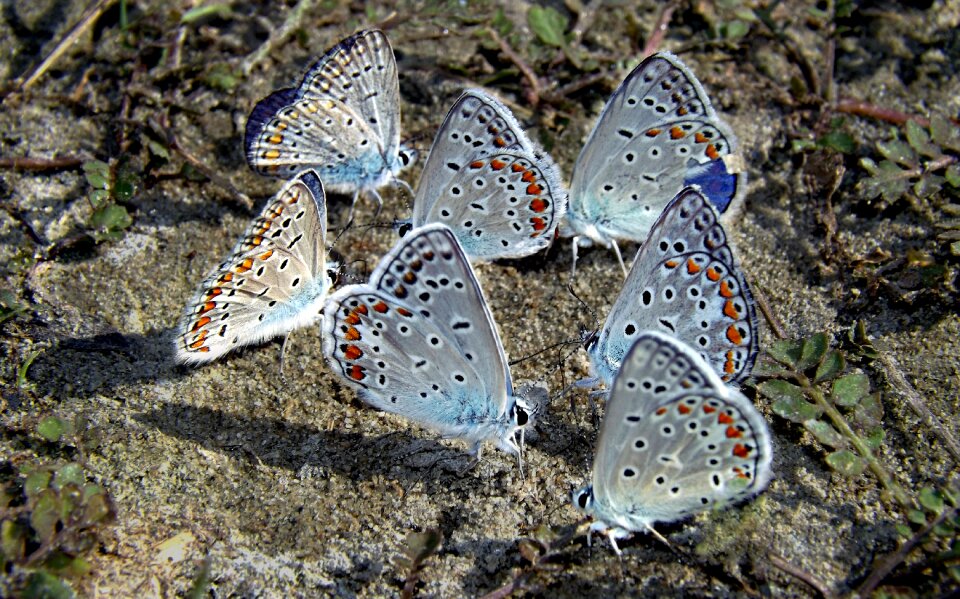 Coloring insecta nature