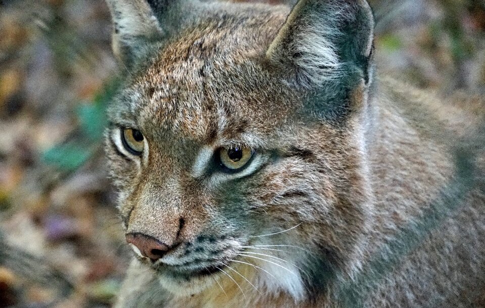 Animals wildcat dangerous