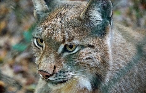 Animals wildcat dangerous photo