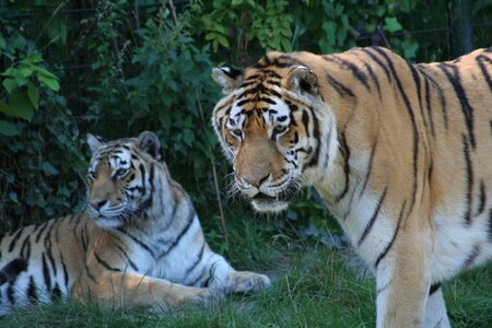 Animals tiger predator photo
