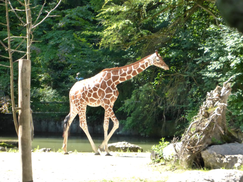 Giraffe-1