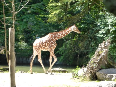 Giraffe-1