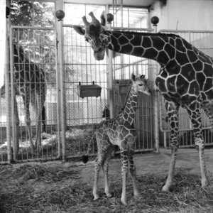 Giraffe jong in Blijdorp geboren, moeder met haar jong, Bestanddeelnr 916-5863