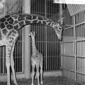 Giraffejong in Blijdorp geboren moedergiraffe buigend over haar kind, Bestanddeelnr 918-5183