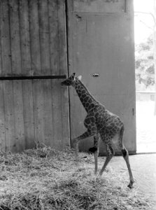 Giraffejong in Artis geboren, Bestanddeelnr 915-4697