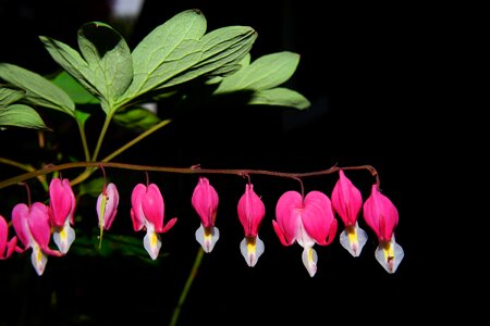 Ornamental plant bloom natural pink photo