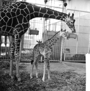 Giraffe jong in Blijdorp geboren, moeder met haar jong, Bestanddeelnr 916-5864