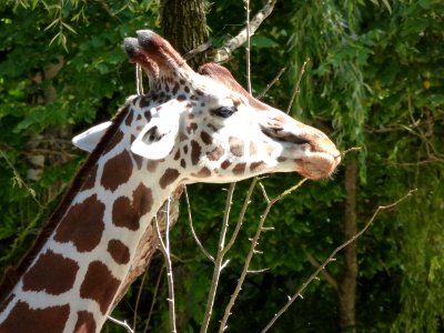 Giraffe-Head-1