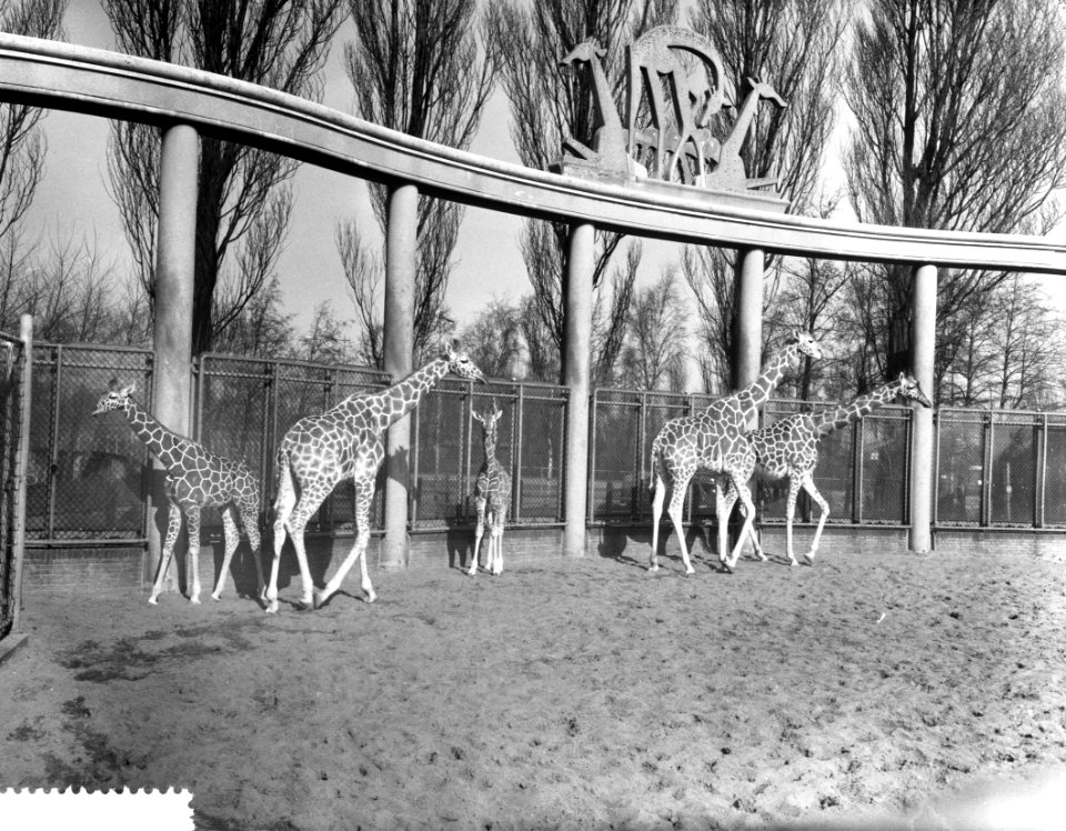 Giraffen in Blijdorp door het mooie weer naar buiten, de kudde in het buitenverb, Bestanddeelnr 911-0946