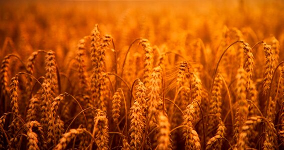 Field crop farm