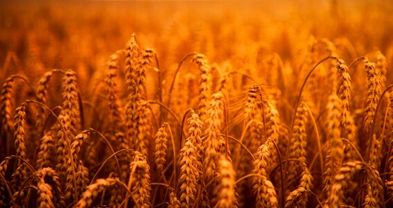 Field crop farm photo