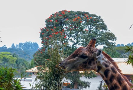 Giraffa camelopardalis in São Paulo Zoo