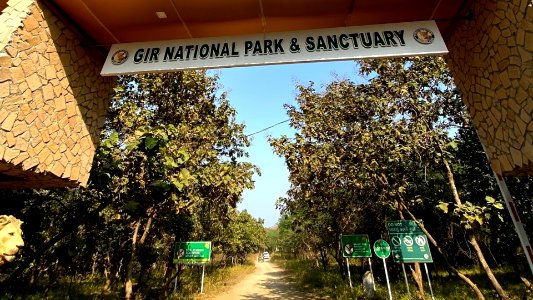 Gir National Park Gujarat India