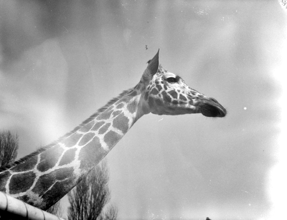 Giraffen in Blijdorp door het mooie weer naar buiten, kop van een der moeders, Bestanddeelnr 911-0948
