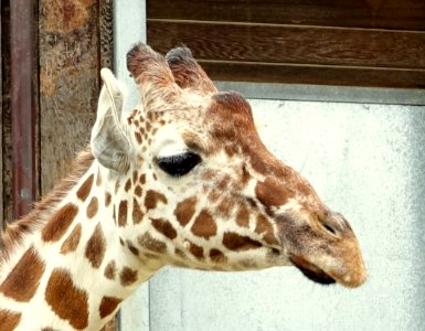 Giraffa camelopardalis reticulata - San Francisco Zoo - San Francisco, CA - DSC03919