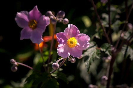 Fall anemone late summer autumn
