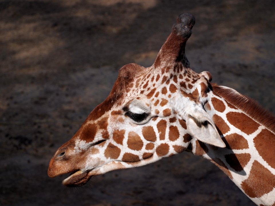 Giraffe at Dierenpark Amersfoort, photo 2
