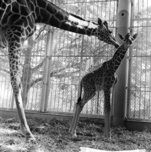 Giraffe geboren in Diergaarde Blijdorp, Bestanddeelnr 913-9581 photo