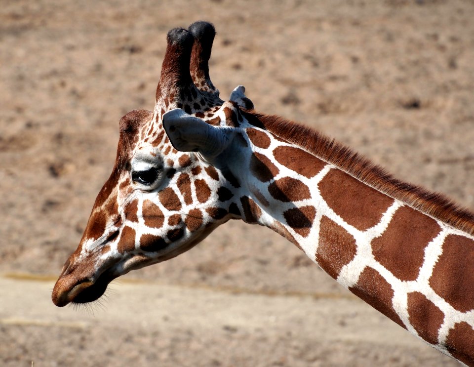 Giraffe at Dierenpark Amersfoort, photo 6