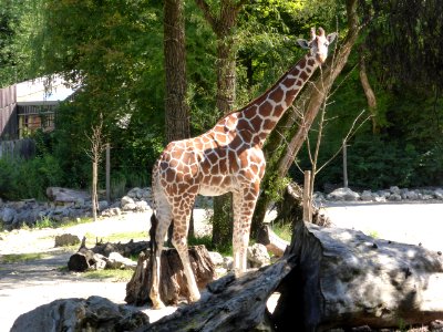 Giraffe-3