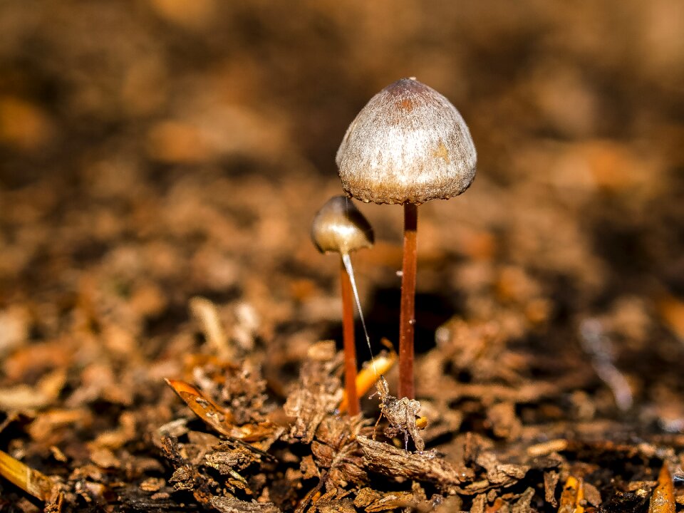 Forest autumn nature