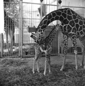 Giraffe jong in Blijdorp geboren, moeder met haar jong, Bestanddeelnr 916-5862
