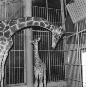 Giraffejong in Blijdorp geboren moedergiraffe buigend over haar kind, Bestanddeelnr 918-5182