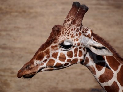 Giraffe at Dierenpark Amersfoort, photo 3 photo