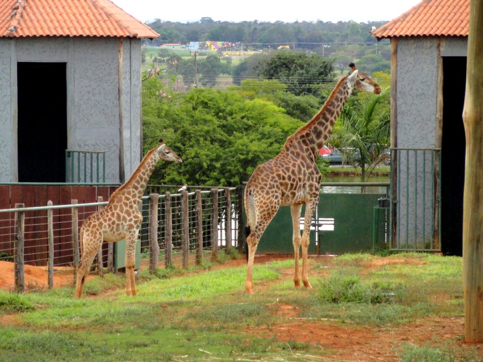 Giraffes - Jardim Zoológico de Brasília - DSC09808