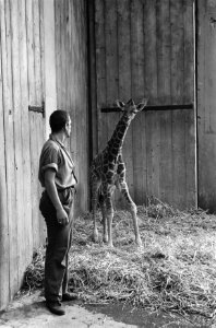 Giraffejong in Artis geboren, Bestanddeelnr 915-4695
